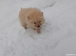 Pui de căței Chow Chow  - imagine 2