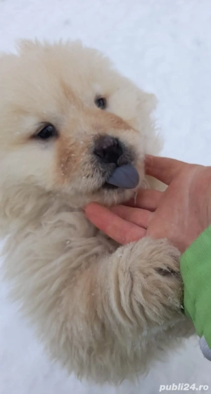 Pui de căței Chow Chow  - imagine 4