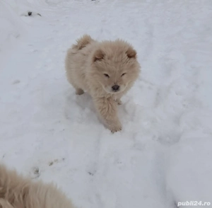 Pui de căței Chow Chow  - imagine 3