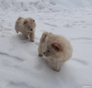 Pui de căței Chow Chow 