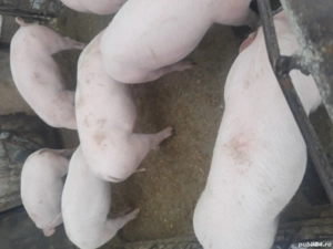 Vand purcei în Valea vinului  - imagine 4