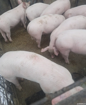 Vand purcei în Valea vinului  - imagine 3