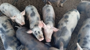 Șoldani pietrean de vînzare - imagine 3