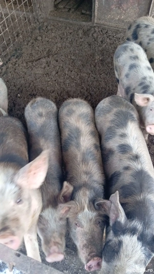 Șoldani pietrean de vînzare - imagine 2