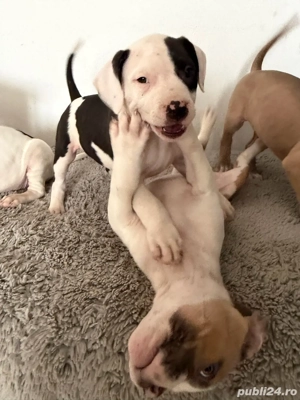  American Staffordshire Terrier - imagine 4