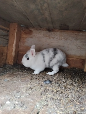 vând iepuri cap de leu Prahova
