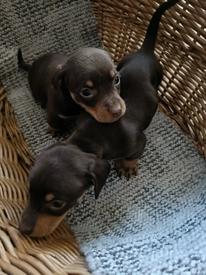 De vânzare puiuți Teckelvârstă o lună și jumătate cu deparazitare internă conform vârstei, cu pedigr - imagine 2