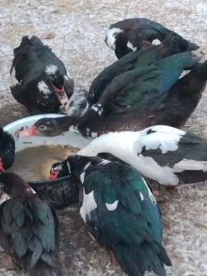 rațe leșești de vânzare Prahova