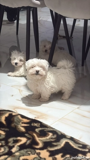 bichon maltez mini toy - imagine 3