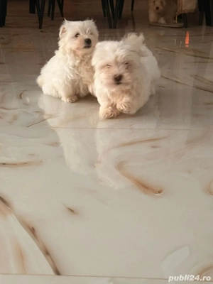 bichon maltez mini toy - imagine 2