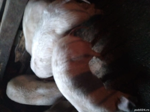 Vand purcei de 40-50kg - imagine 2