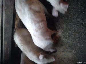 Vand purcei de 40-50kg - imagine 3