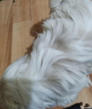 Bichon băiețel, 7 săptămâni, caută căsuță.  - imagine 3