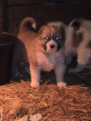 Catelusi asia centrala rasa pura 