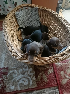 De vânzare puiuți Teckelvârstă o lună și jumătate cu deparazitare internă conform vârstei, cu pedigr - imagine 3