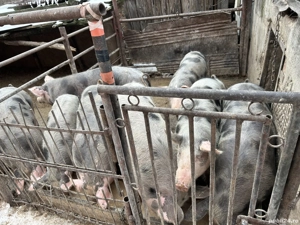 Vând porci diverse marimi - imagine 3