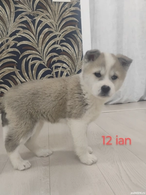 Pui  Akita   american , mascul 550 lei - imagine 5
