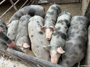 Vând porci diverse marimi - imagine 2