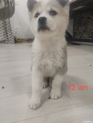 Pui  Akita   american , mascul 550 lei - imagine 4