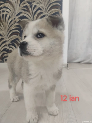 Pui  Akita   american , mascul 550 lei - imagine 3