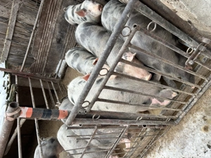 Vând porci diverse marimi - imagine 4