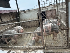 Vând porci diverse marimi - imagine 5