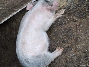Porc de vânzare de 11 luni ,200kg - imagine 2