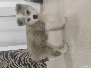 Akita american pui femela 500 lei - imagine 3