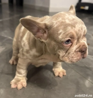 Bulldog Francez Merle 