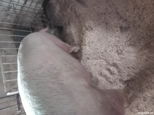 De vânzare  - imagine 5