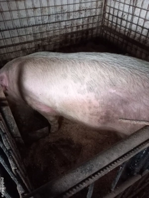 De vânzare  - imagine 2