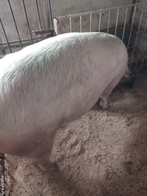 De vânzare  - imagine 4