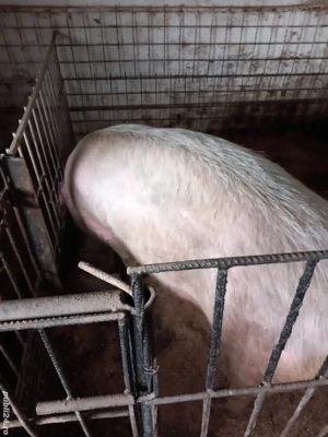 De vânzare  - imagine 3