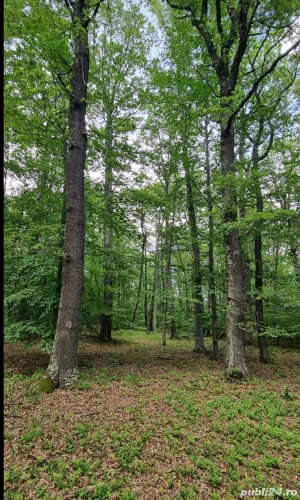 Vand padure foioase Craiova - imagine 2