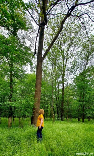 Vand padure foioase Craiova - imagine 3