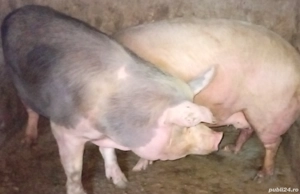 Porci de vanzare.                  - imagine 2