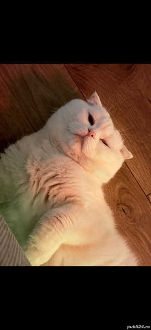 Scottish Fold mascul, blând și sănătos   caut British Shorthair