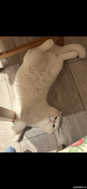 Scottish Fold mascul, blând și sănătos   caut British Shorthair - imagine 2