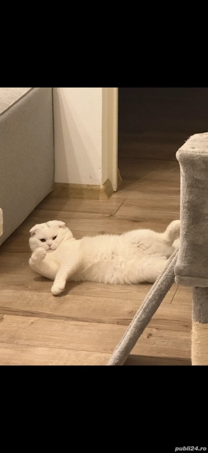 Scottish Fold mascul, blând și sănătos   caut British Shorthair - imagine 4
