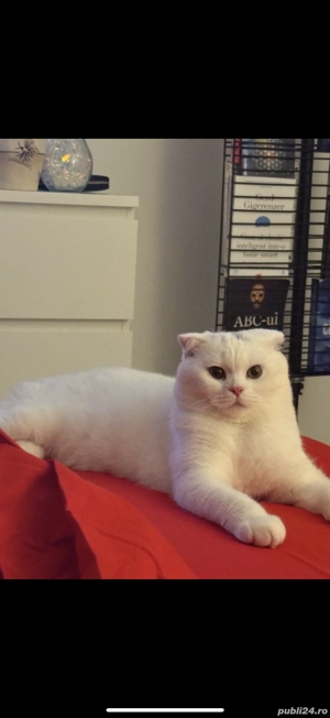 Scottish Fold mascul, blând și sănătos   caut British Shorthair - imagine 3