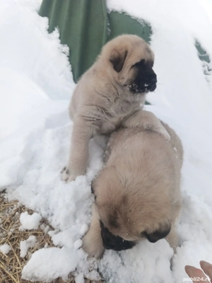 Cangal turcesc. - imagine 3