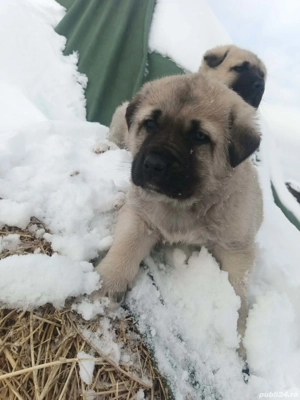 Cangal turcesc. - imagine 2