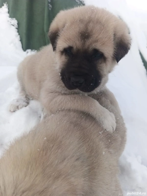 Cangal turcesc. - imagine 5