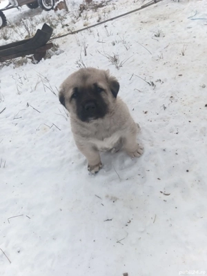 Cangal turcesc. - imagine 4