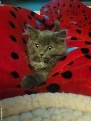 brithis longhair  - imagine 2