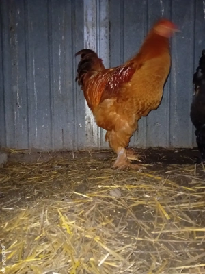 Cocosi brahma din mai 2025 - imagine 2