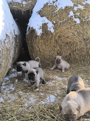 Căței Malak Kangal uriaș