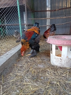 Cocosi brahma din mai 2025 - imagine 4