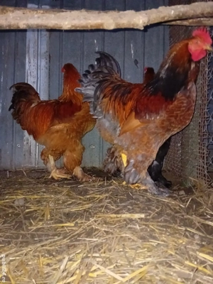 Cocosi brahma din mai 2025 - imagine 3