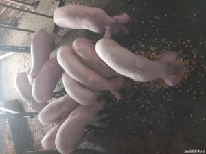 vând purcei  - imagine 4